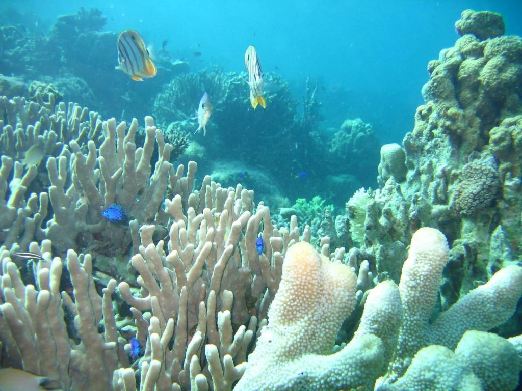 باسانغا Coral Bay Beach And Dive Resort المظهر الخارجي الصورة